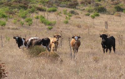 stier